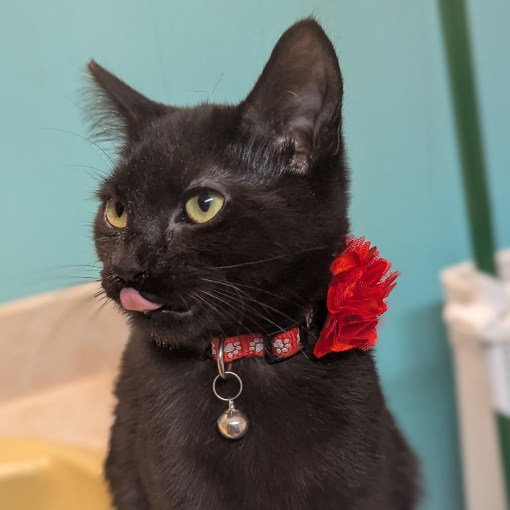 Enlarge Hex, a Adoptable Domestic Short Hair in Johnstown, PA image 6/6