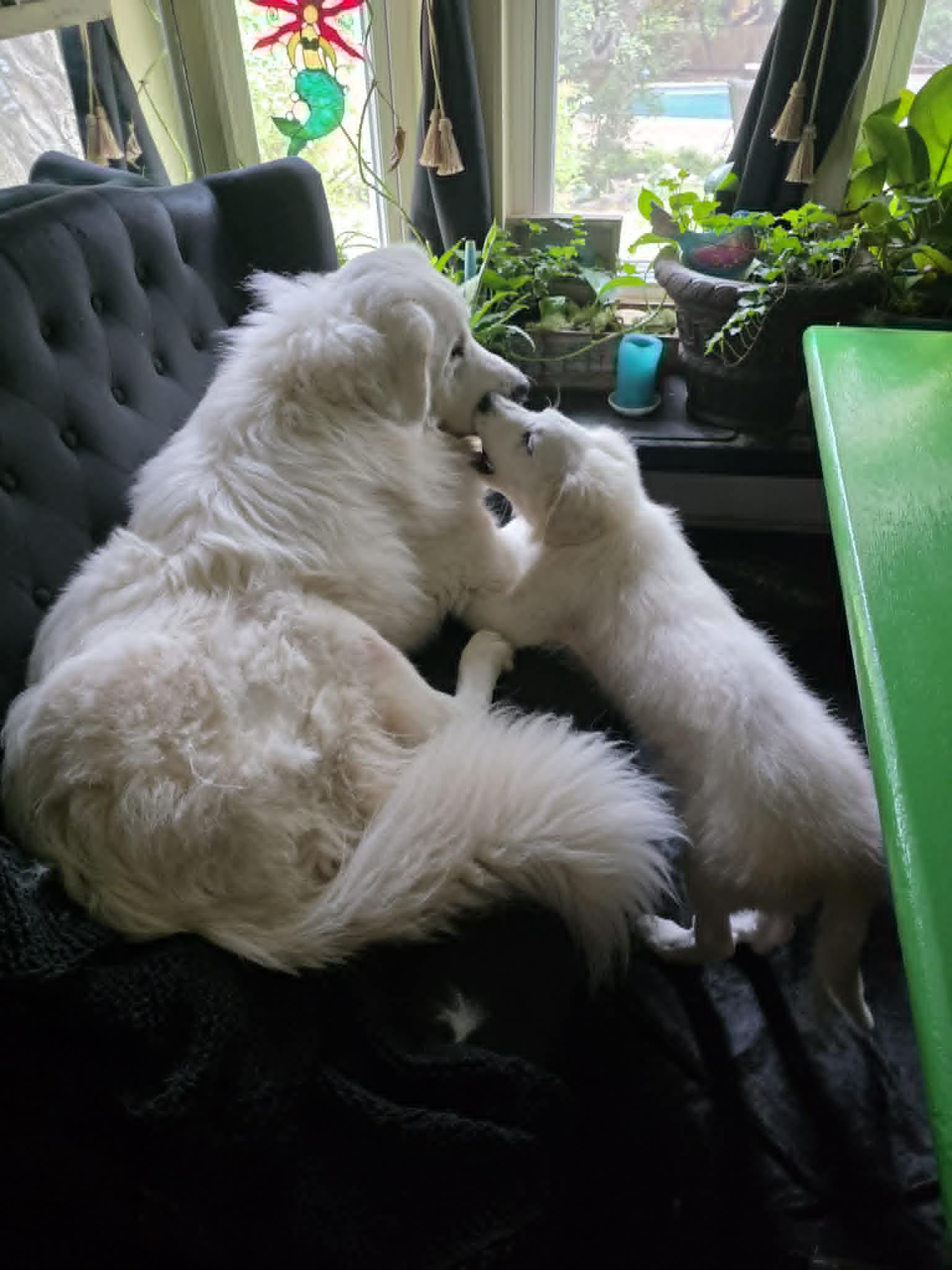 Billy Bob SAT, a Adoptable Great Pyrenees in San Antonio, TX image 1/6