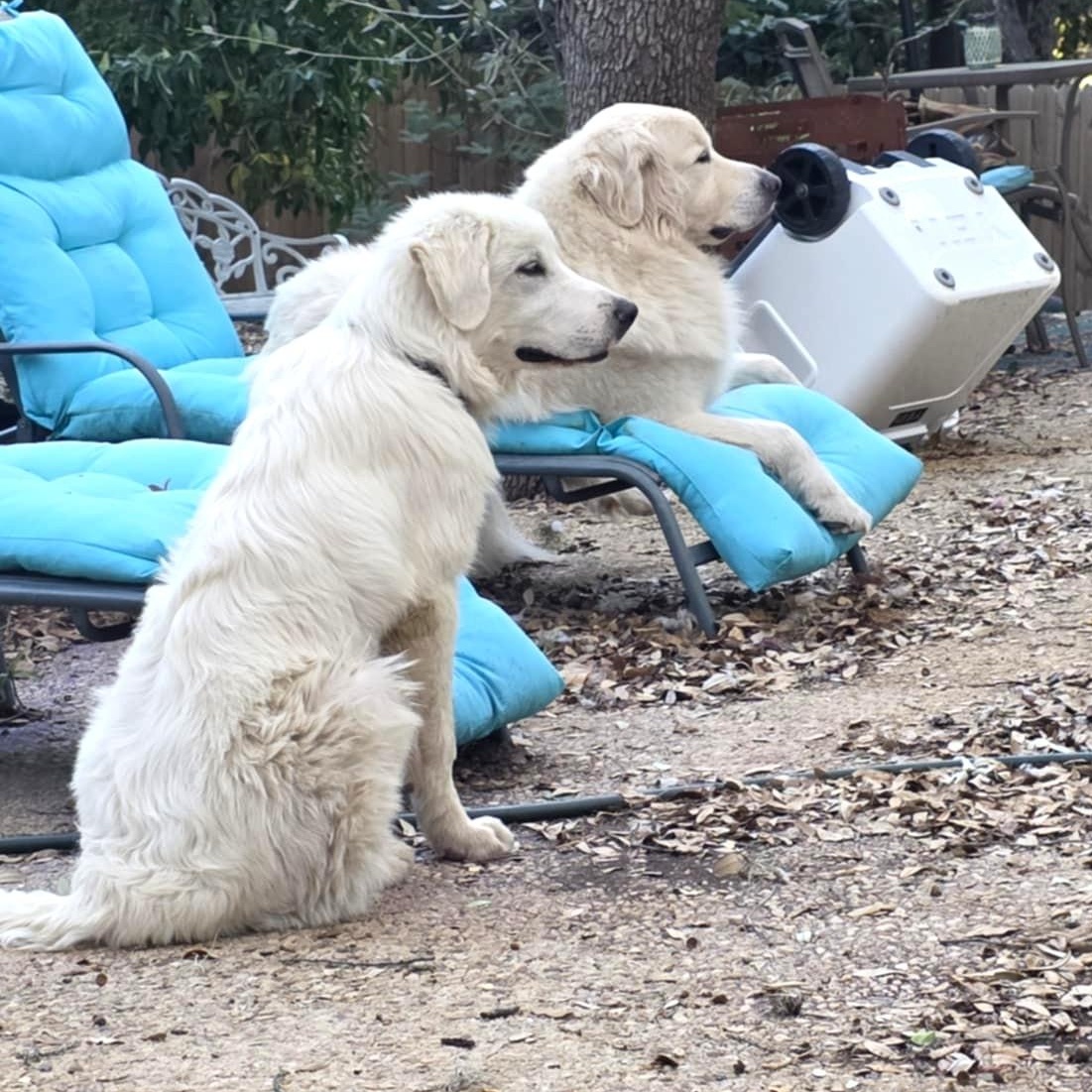 Billy Bob SAT, a Adoptable Great Pyrenees in San Antonio, TX image 3/6