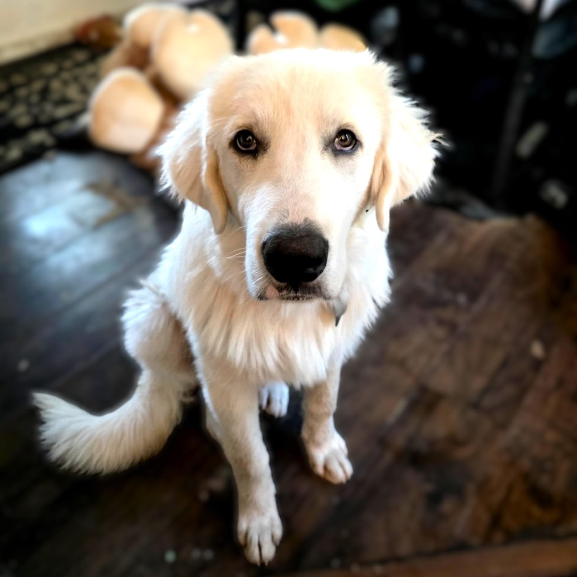 Billy Bob SAT, a Adoptable Great Pyrenees in San Antonio, TX image 4/6