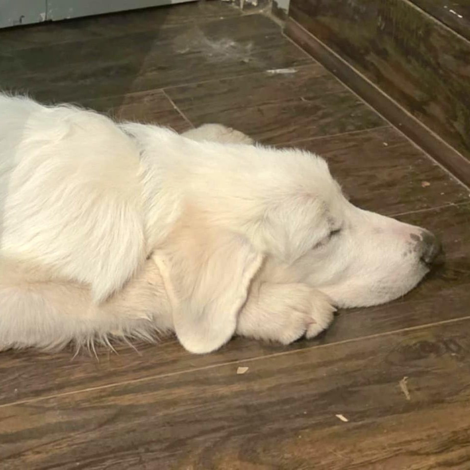 Billy Bob SAT, a Adoptable Great Pyrenees in San Antonio, TX image 5/6