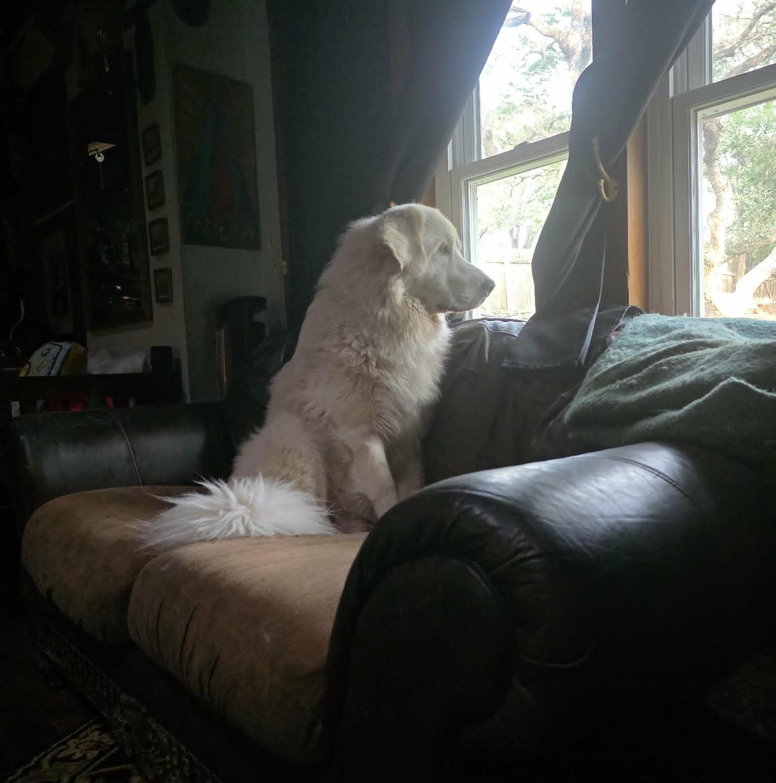 Billy Bob SAT, a Adoptable Great Pyrenees in San Antonio, TX image 1/6