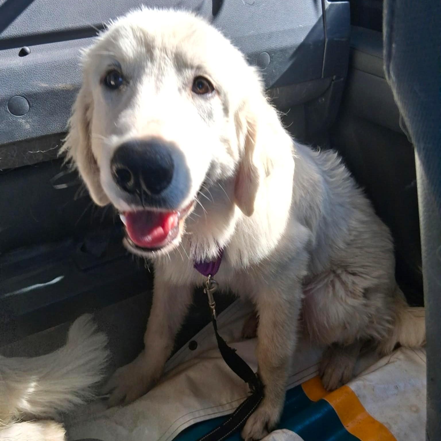 Billy Bob SAT, Adoptable, Young Male Great Pyrenees.