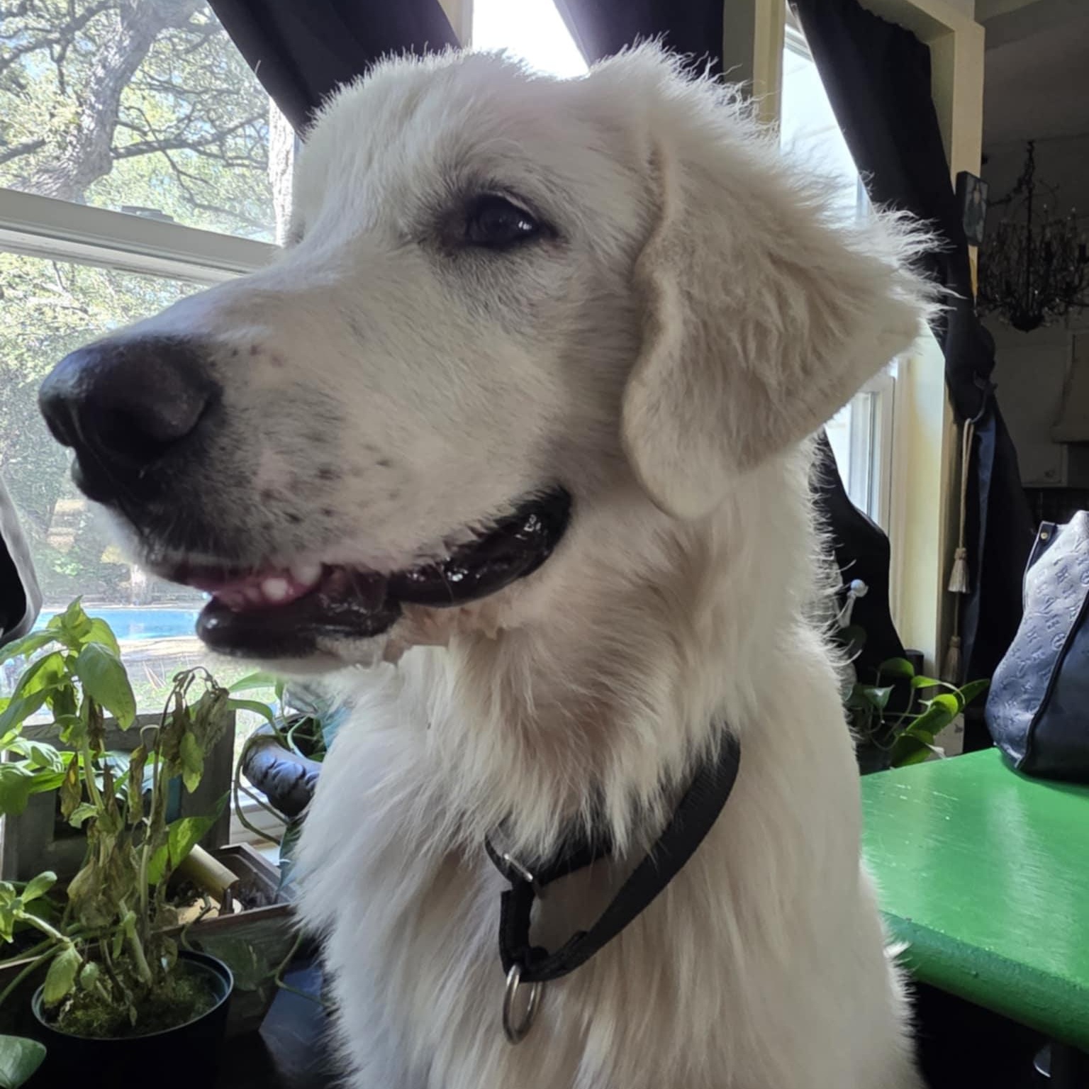 Billy Bob SAT, Adoptable, Young Male Great Pyrenees.