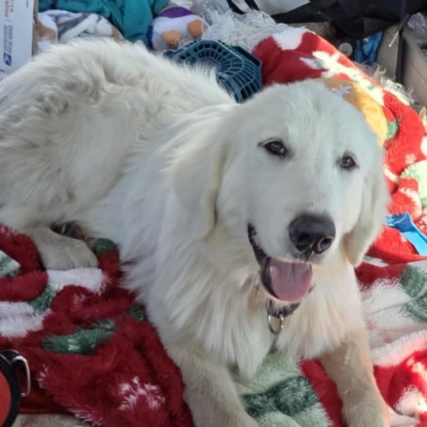 Billy Bob SAT, a Adoptable Great Pyrenees in San Antonio, TX image 6/6