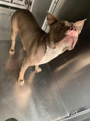 Clyde, Adoptable, Adult Male Pit Bull Terrier & Mixed Breed.