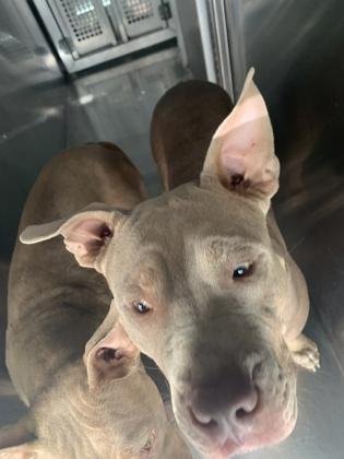 Clyde — thumbnail 2