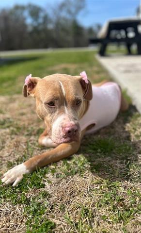 Enlarge LOVER GIRL, a Adoptable mixed breed in Houston, TX image 1/1