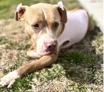 LOVER GIRL, Adoptable, Adult Female Pit Bull Terrier & Mixed Breed.