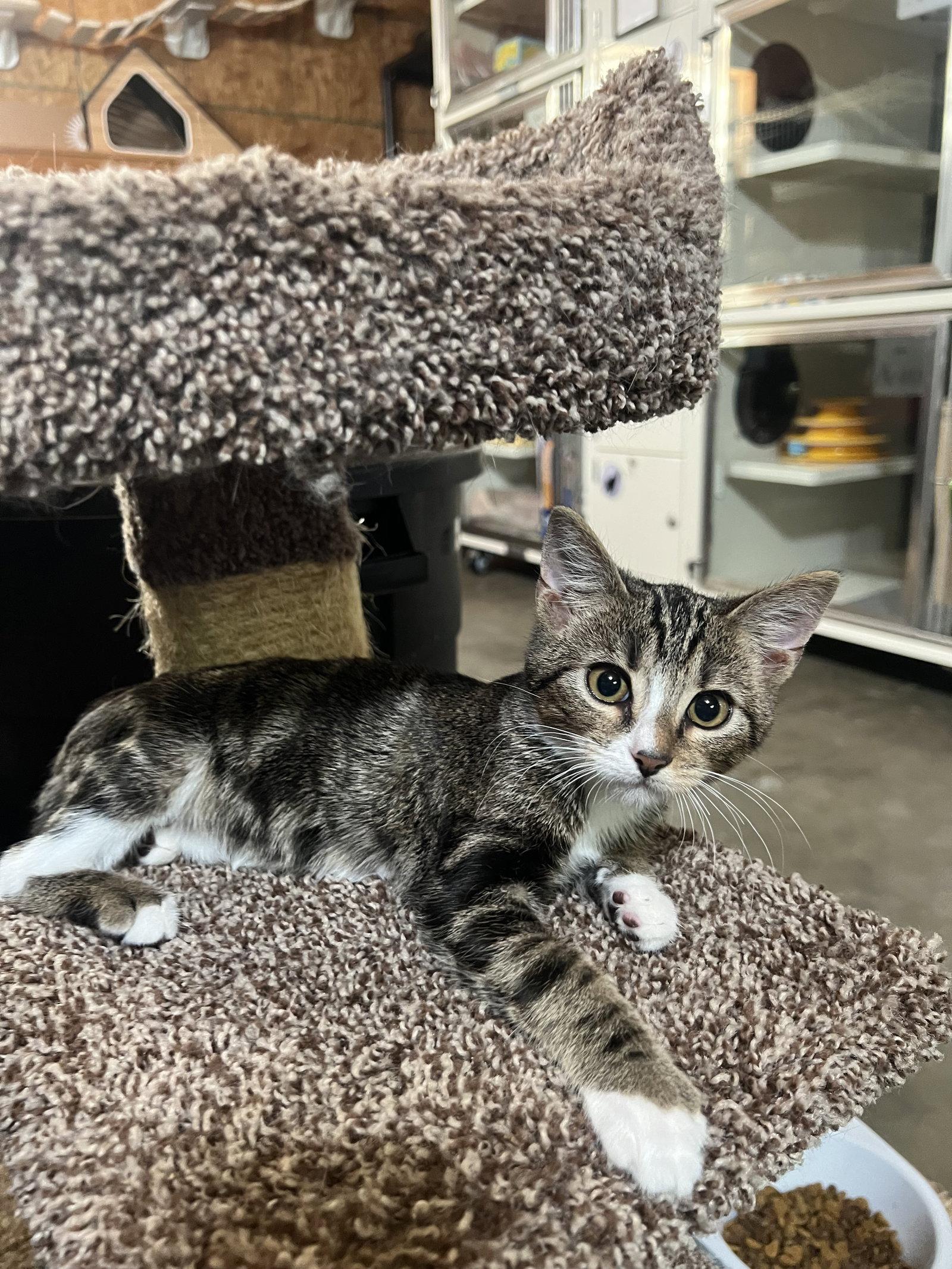 Little Timmy, Adoptable, Kitten Male Domestic Short Hair.