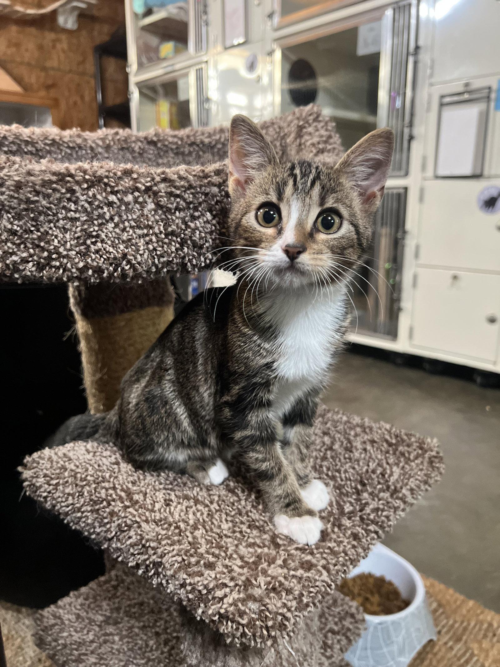 Enlarge Little Timmy, a Adoptable Domestic Short Hair in Hammond, LA image 2/2