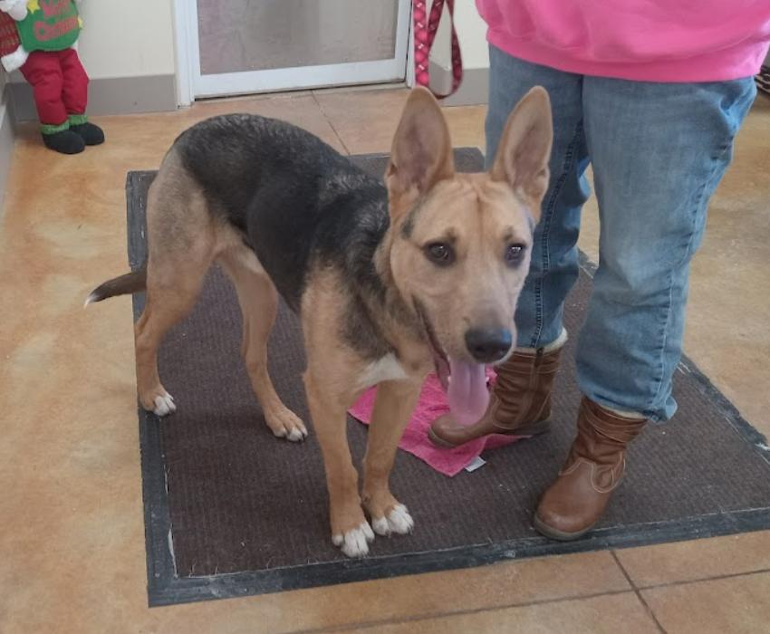 Sylvester thumbnail 3