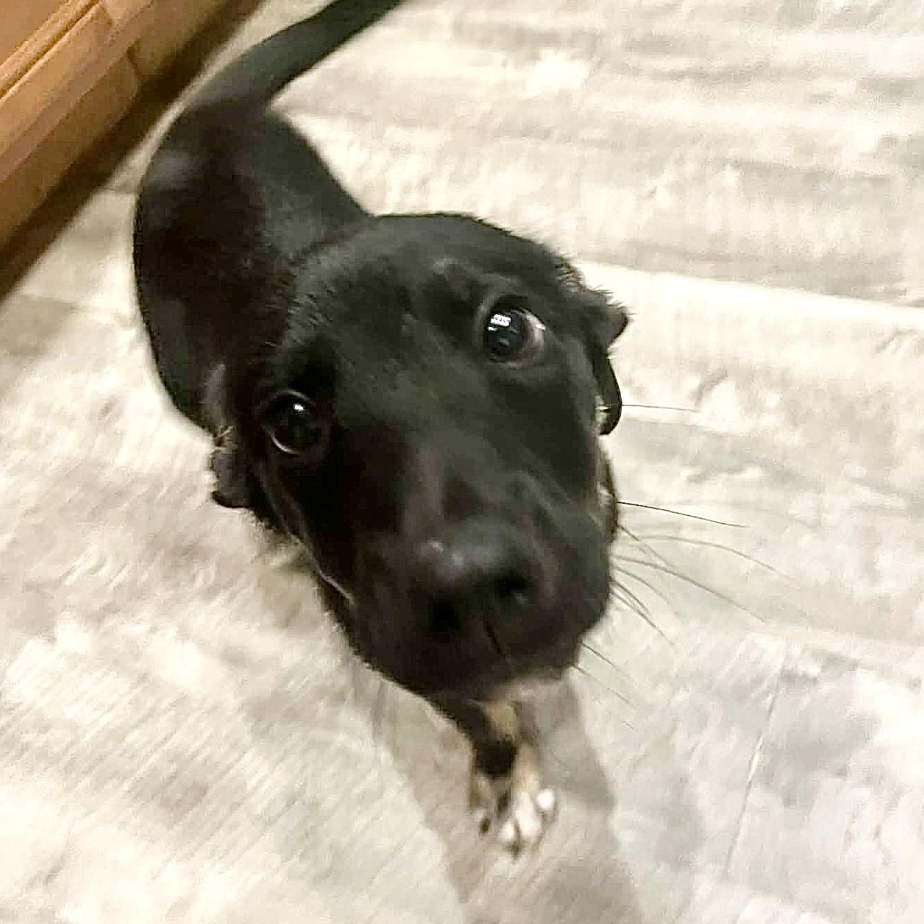Reggie, a Adoptable mixed breed in Rockford, IL image 6/6