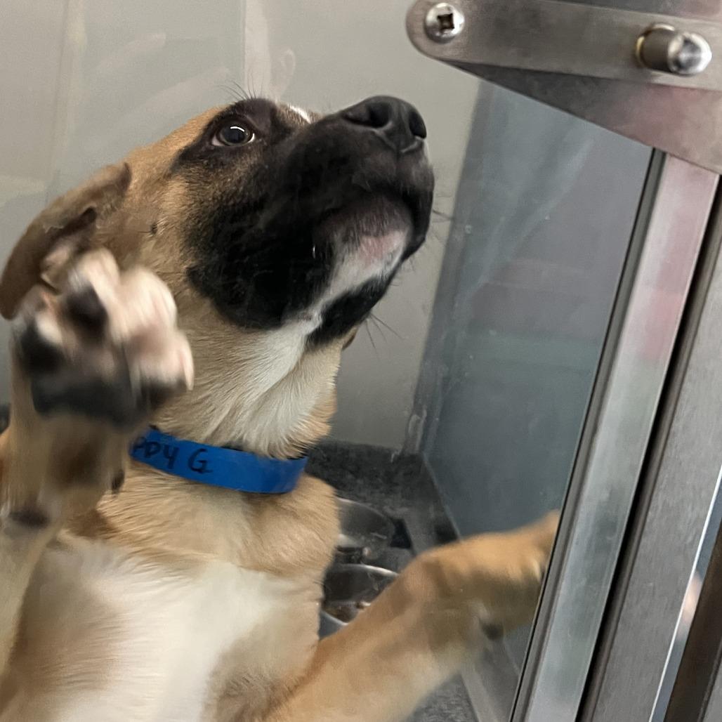 Happy Gilmore, Adoptable, Young Male Mixed Breed.