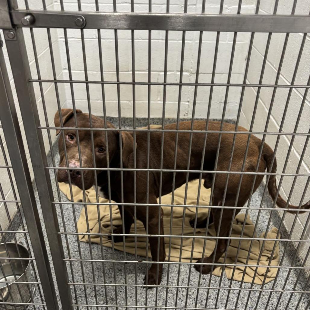 Barney, Adoptable, Adult Male Mixed Breed.