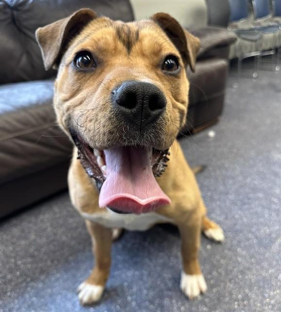 Enlarge IRWIN, a Adoptable mixed breed in Anchorage, AK image 1/1