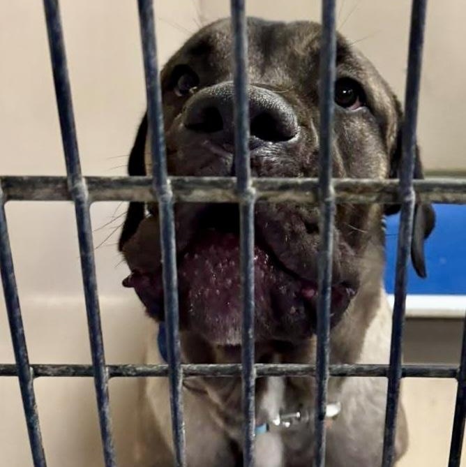 Bruce — thumbnail 2