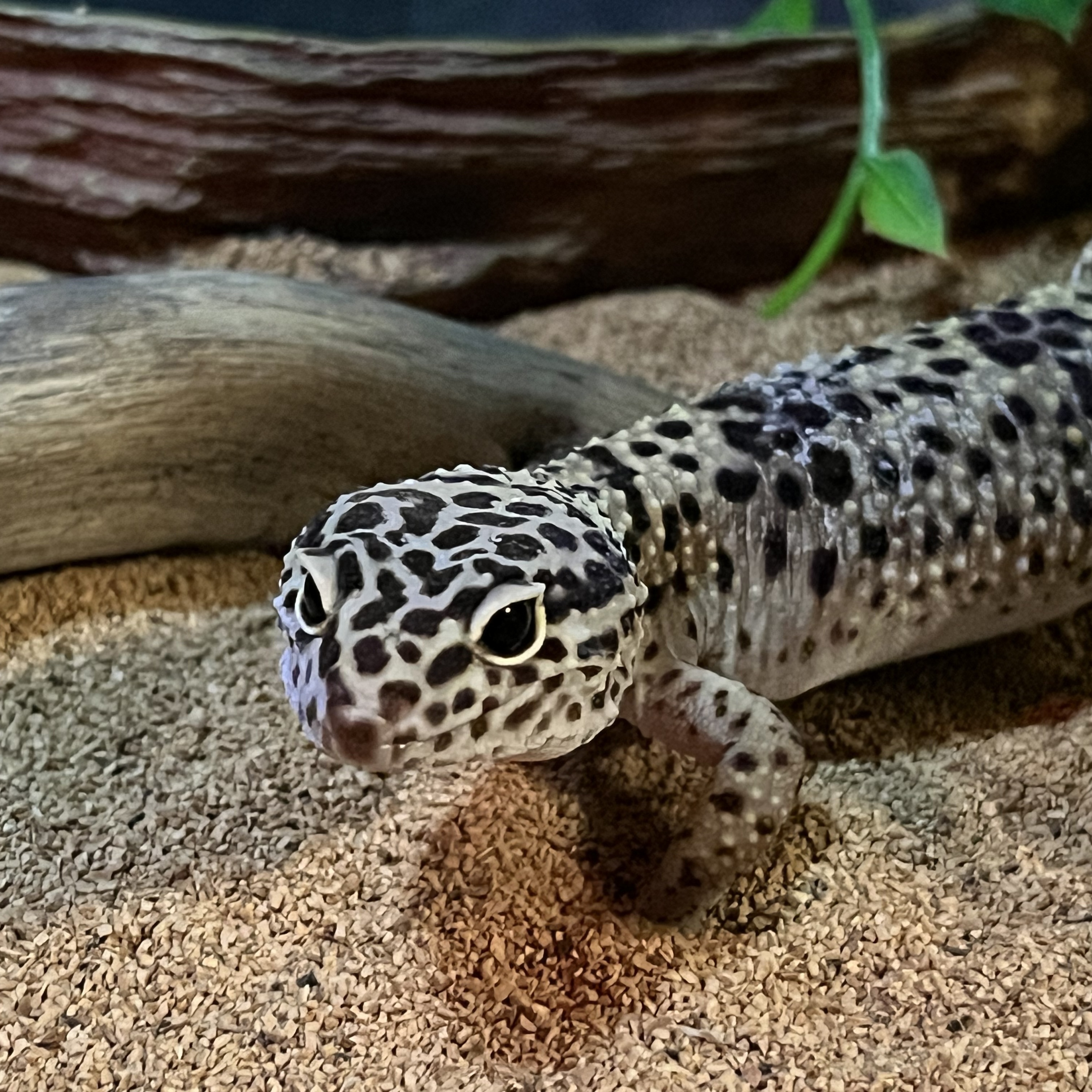 Enlarge Bella, a Adoptable Gecko in Quilcene, WA image 2/3