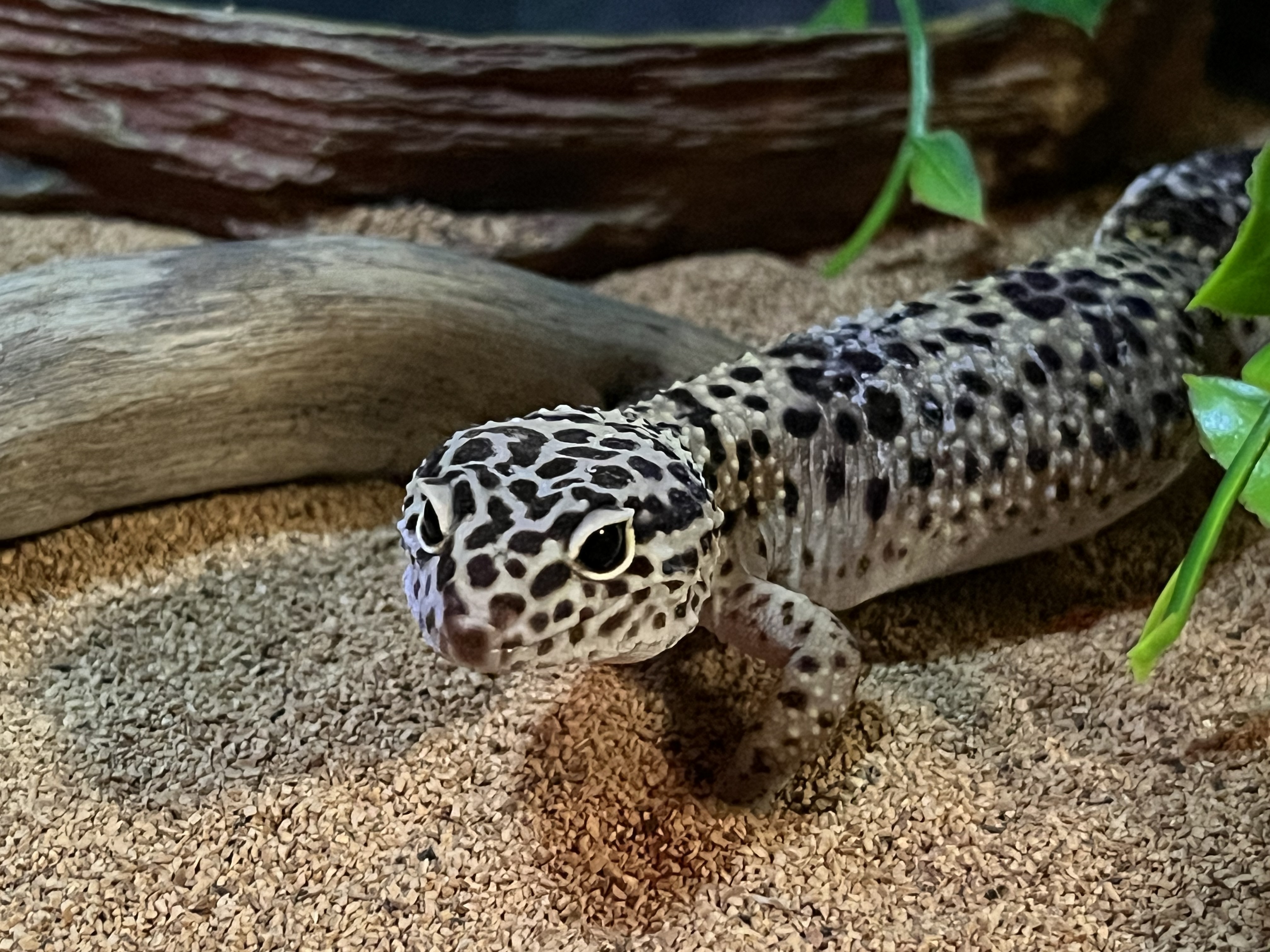 Bella, a Adoptable Gecko in Quilcene, WA image 1/3