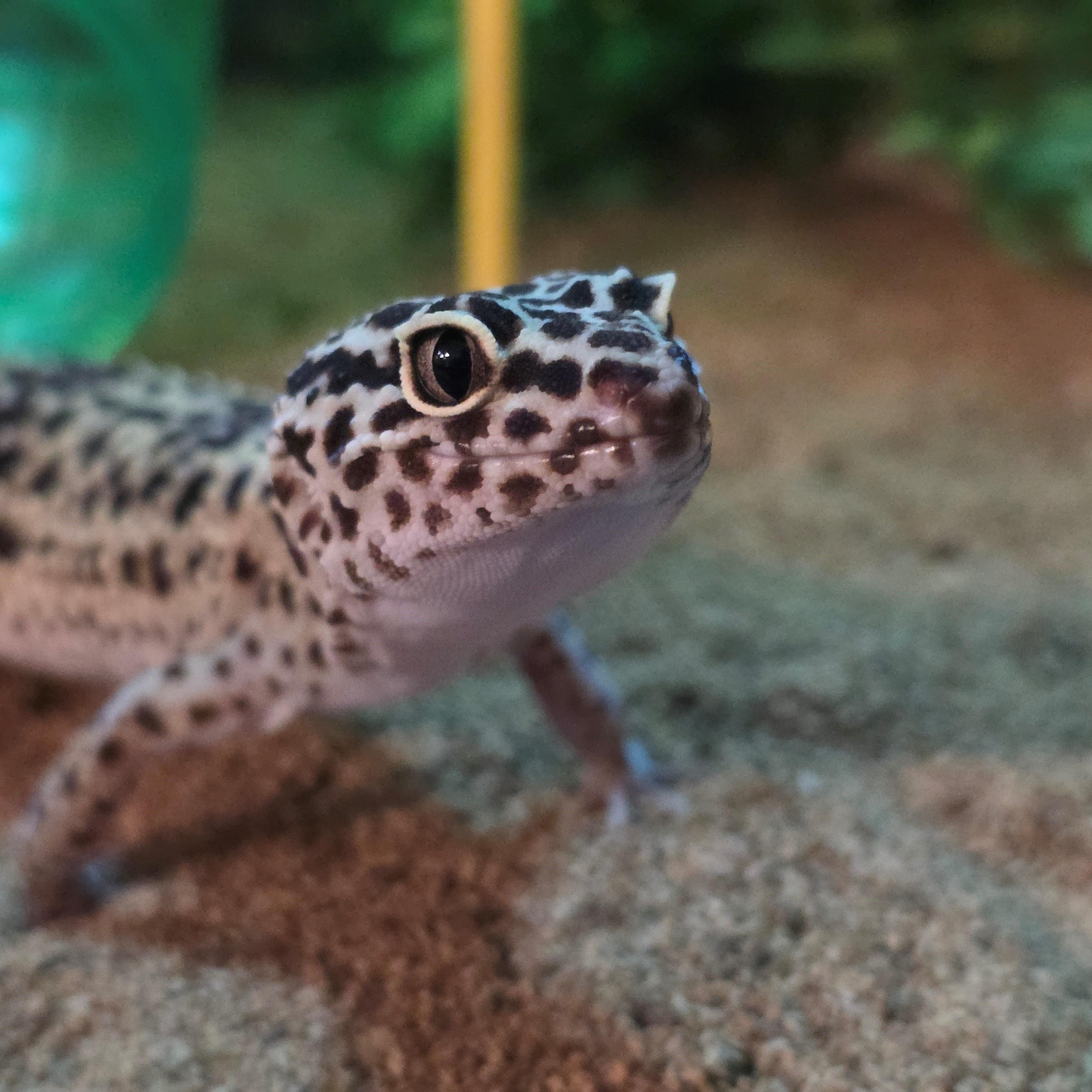 Enlarge Bella, a Adoptable Gecko in Quilcene, WA image 1/3