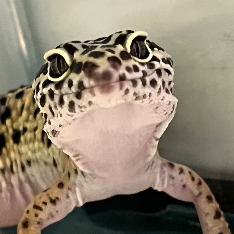 Enlarge Bella, a Adoptable Gecko in Quilcene, WA image 3/3
