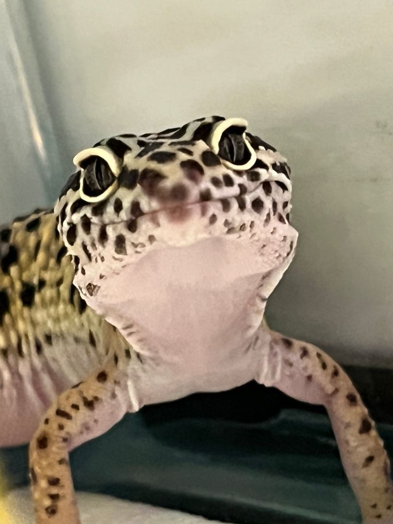 Bella, a Adoptable Gecko in Quilcene, WA image 2/3