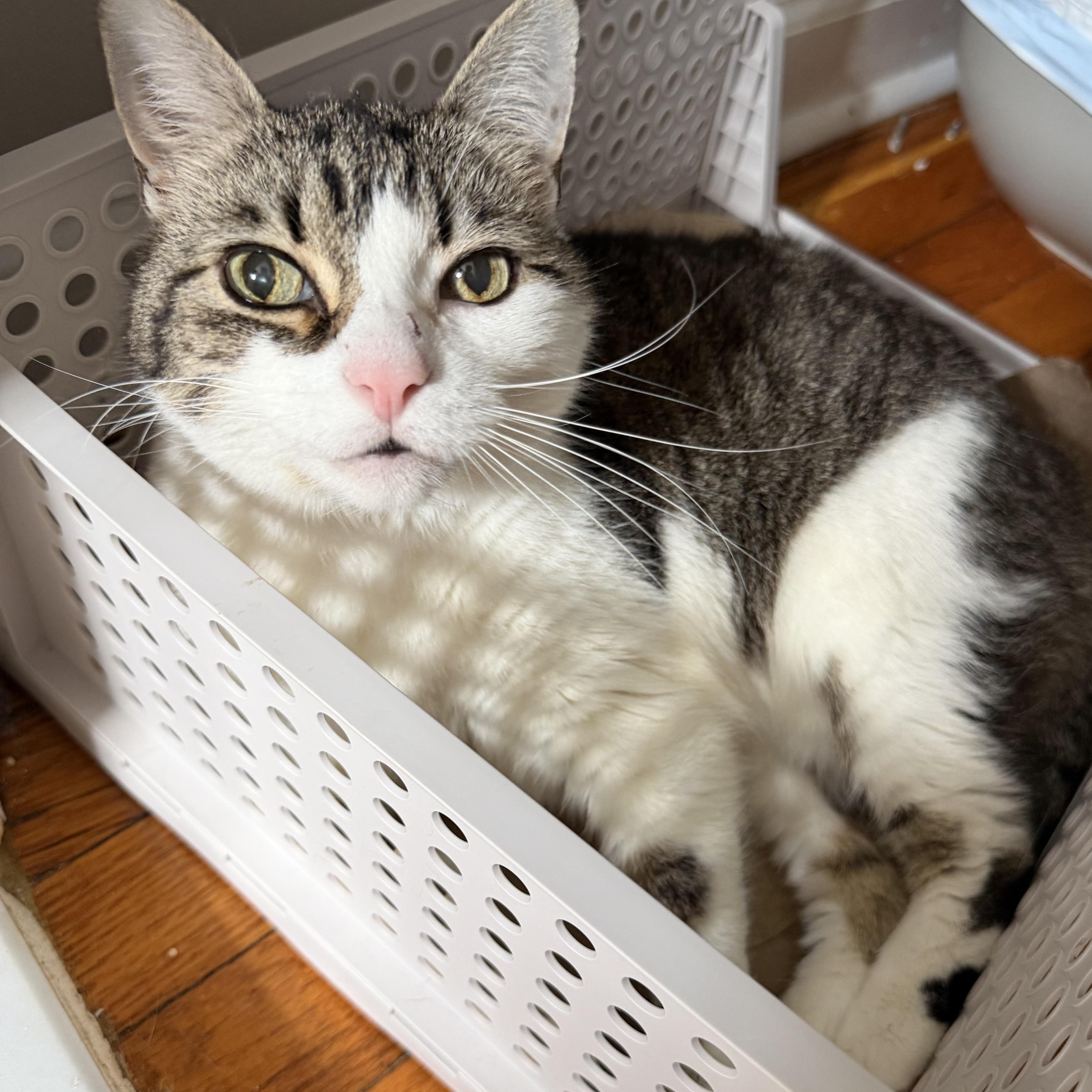 Enlarge Katy, a Adoptable Domestic Short Hair in New York, NY image 3/5