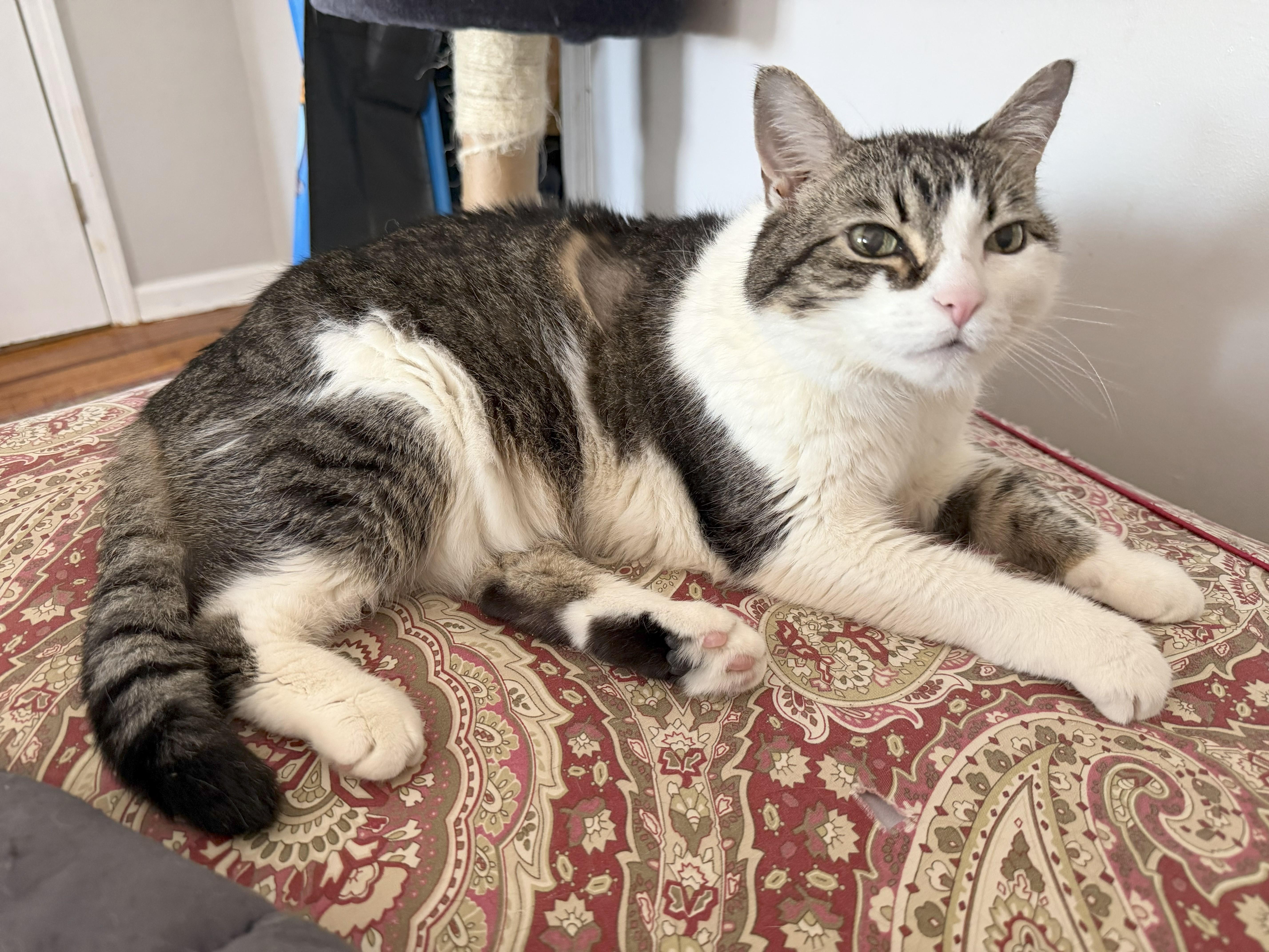 Katy, a ADOPTABLE Domestic Short Hair in New York, NY image 1/2