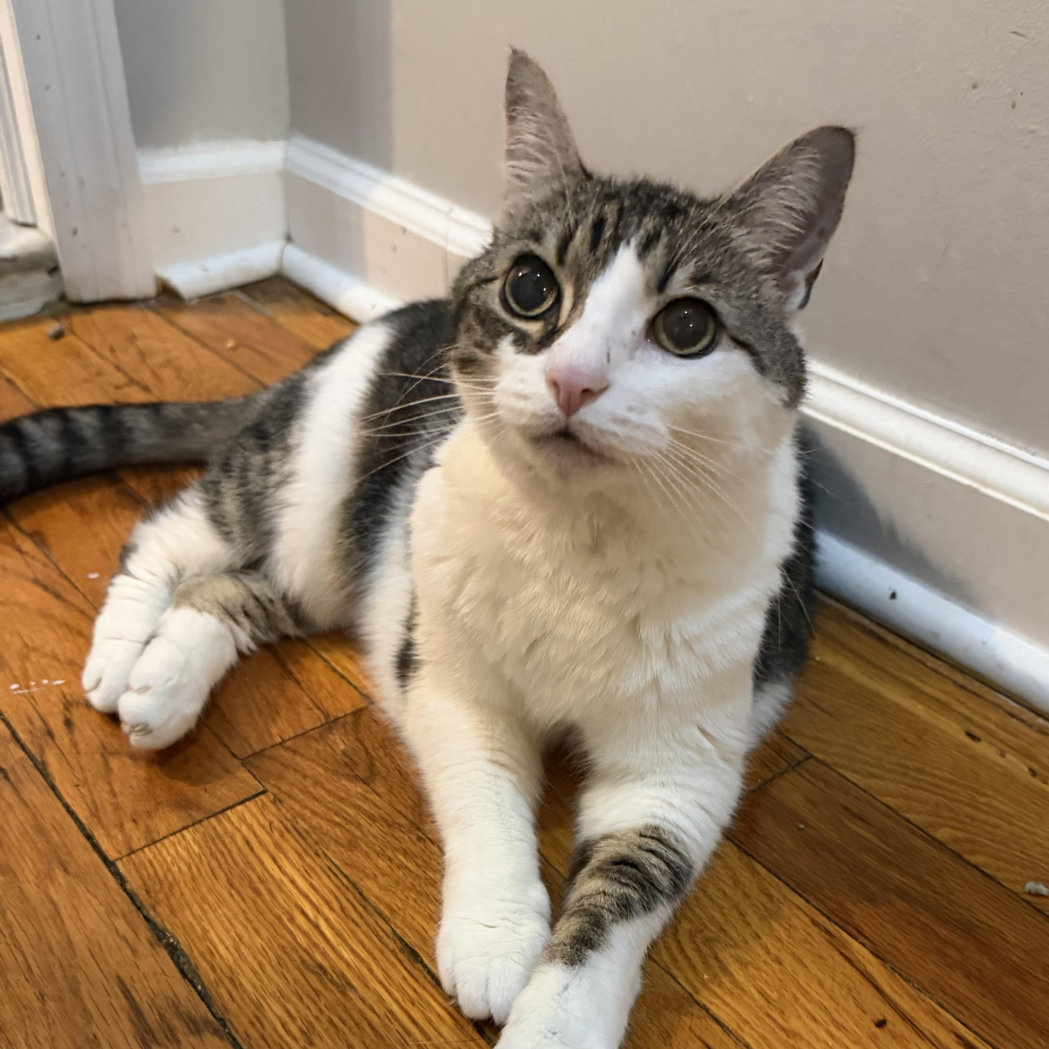 Enlarge Katy, a Adoptable Domestic Short Hair in New York, NY image 5/5