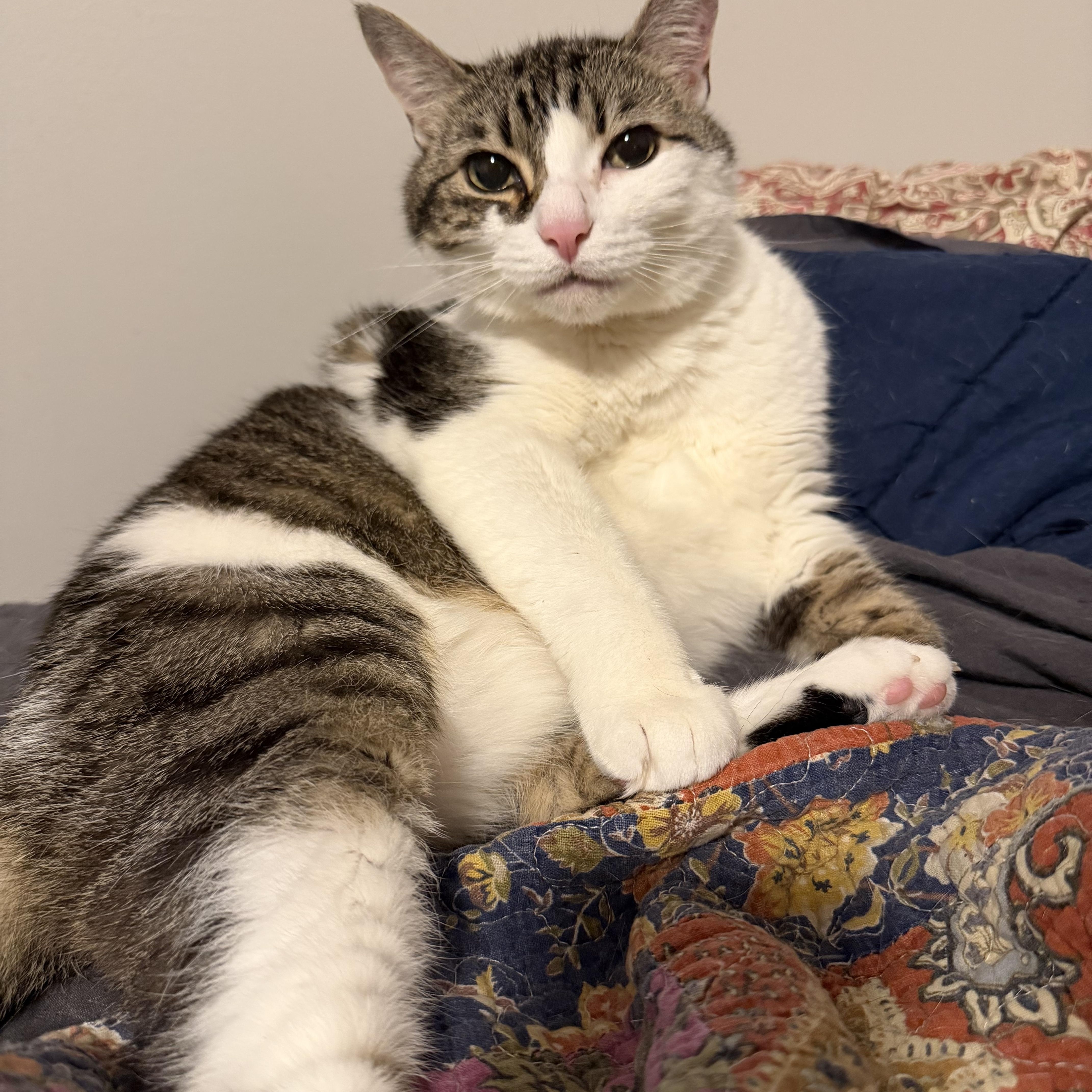 Katy, Adoptable, Senior Female Domestic Short Hair.