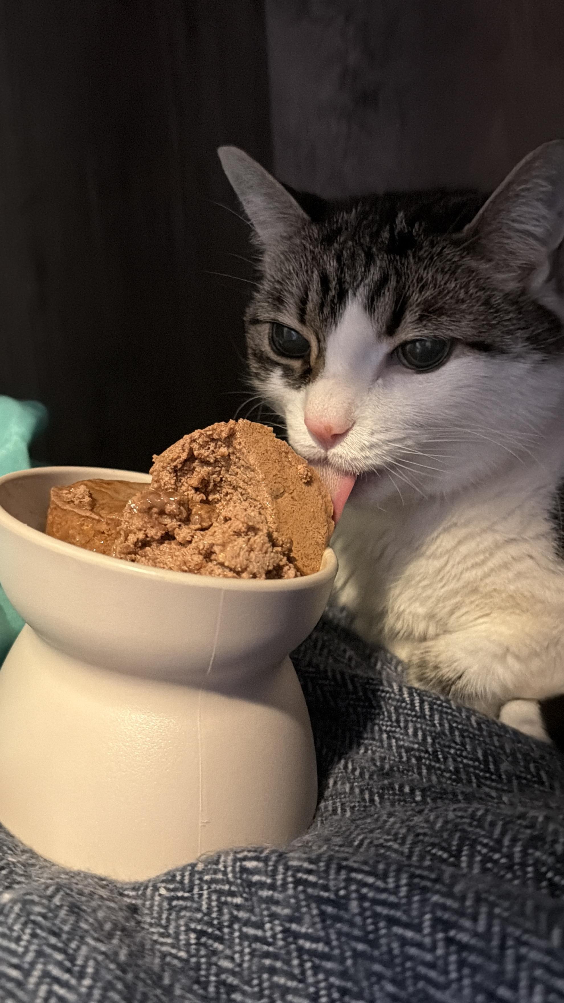 Katy, a ADOPTABLE Domestic Short Hair in New York, NY image 2/2