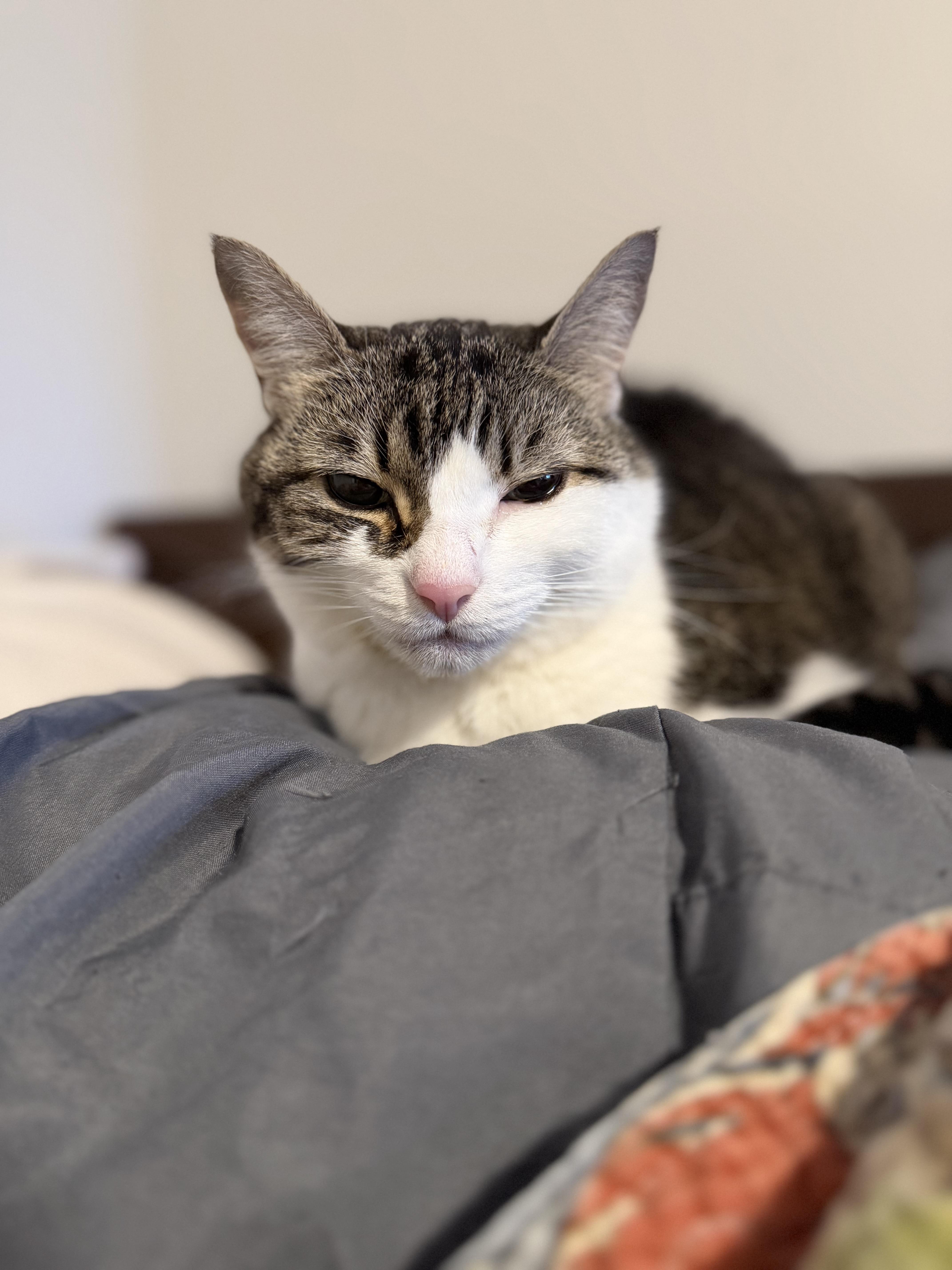 Enlarge Katy, a Adoptable Domestic Short Hair in New York, NY image 4/5