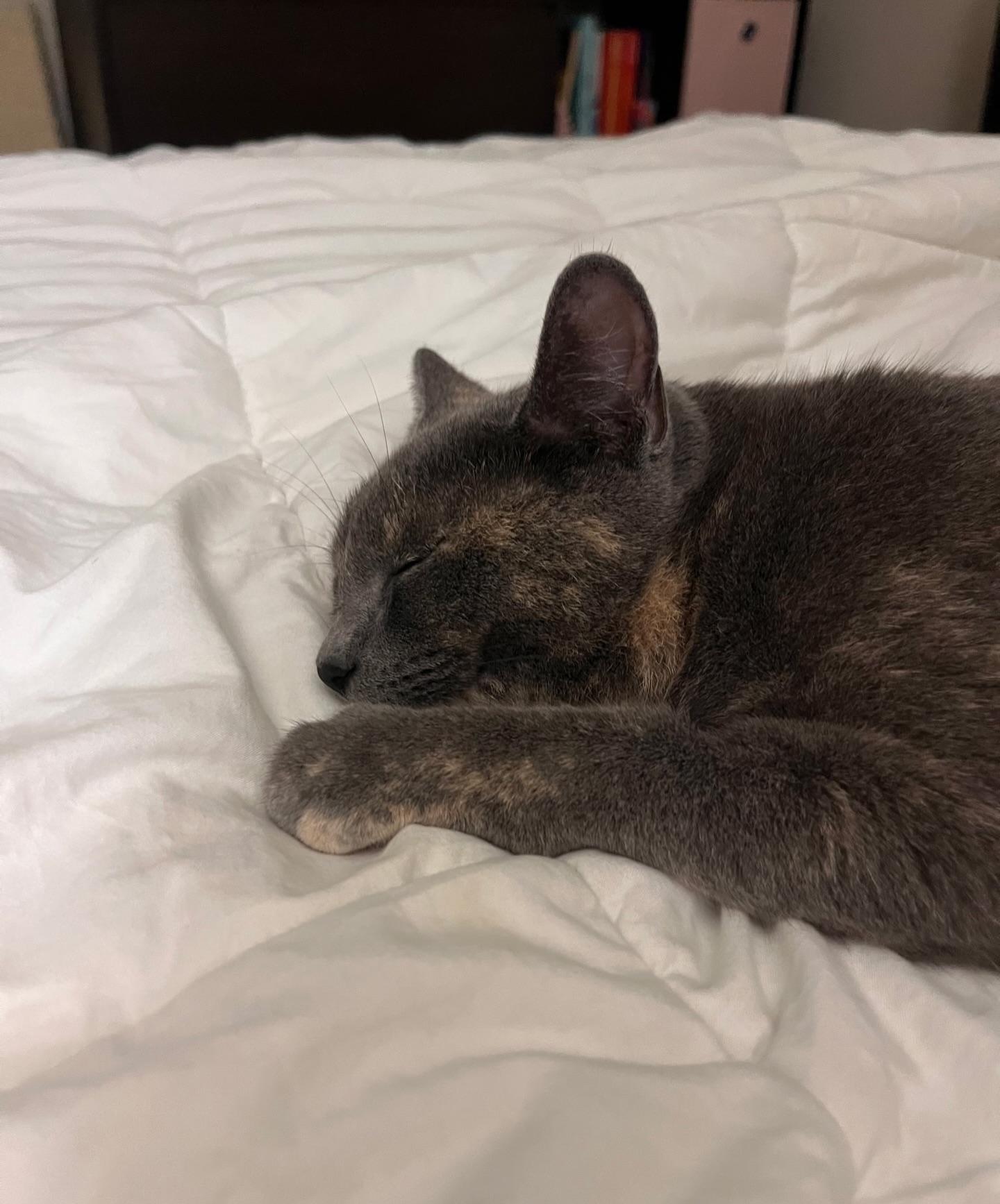 Enlarge Aperol Spritz, a ADOPTABLE mixed breed in Baton Rouge, LA image 4/4