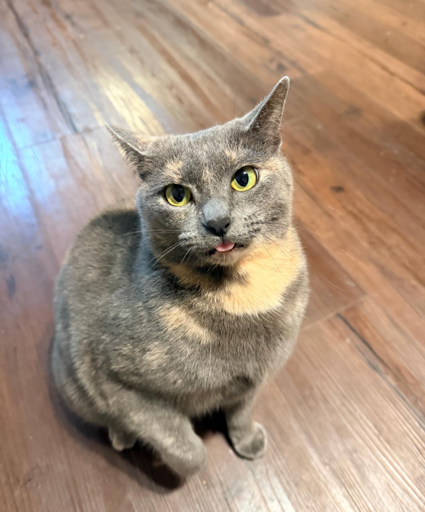 Aperol Spritz, ADOPTABLE, Young Female Domestic Short Hair.