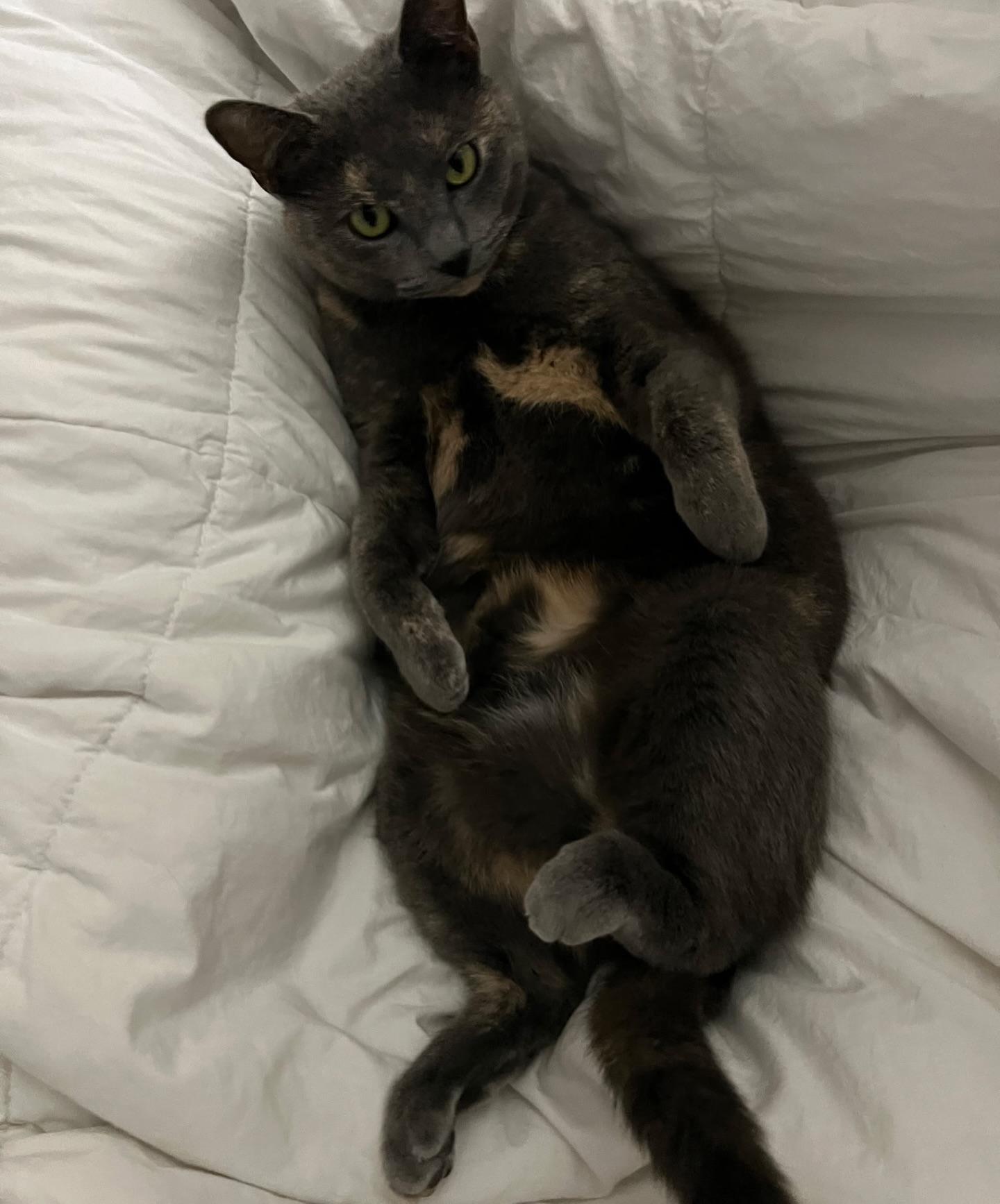 Enlarge Aperol Spritz, a ADOPTABLE mixed breed in Baton Rouge, LA image 2/4