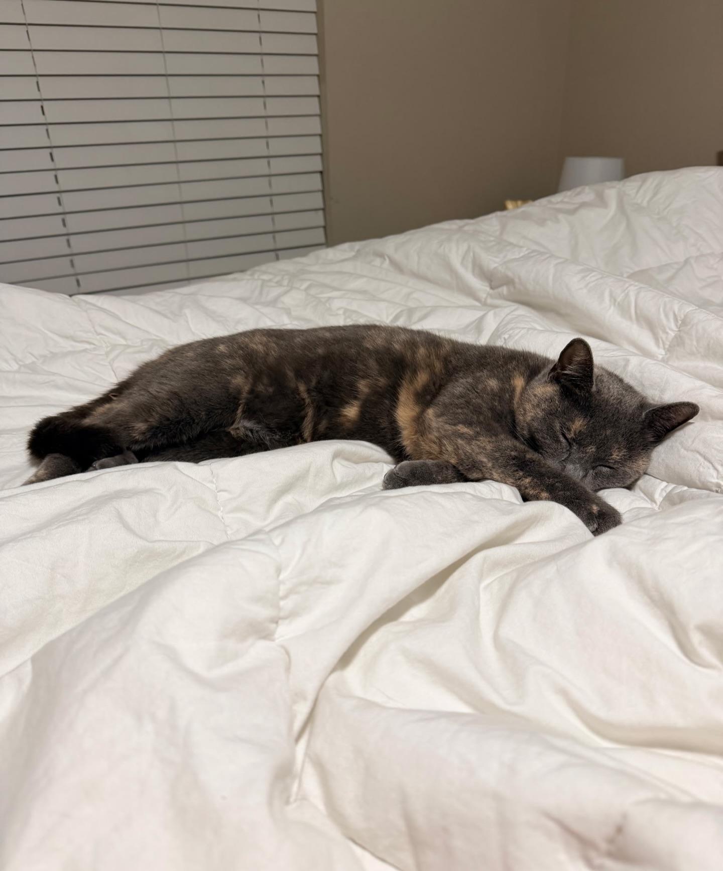 Enlarge Aperol Spritz, a ADOPTABLE mixed breed in Baton Rouge, LA image 3/4