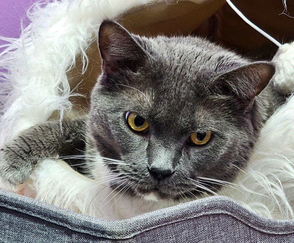 Geo, Adoptable, Senior Male Domestic Short Hair.