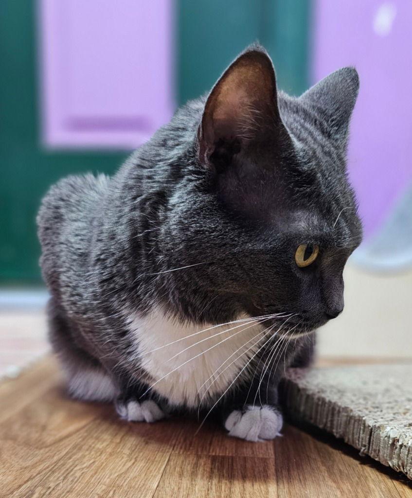 Geo, a Adoptable Domestic Short Hair in Lovingston, VA image 2/3