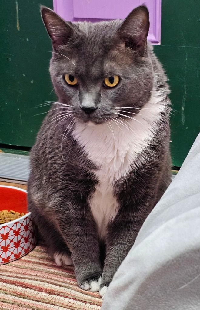 Geo, a Adoptable Domestic Short Hair in Lovingston, VA image 3/3