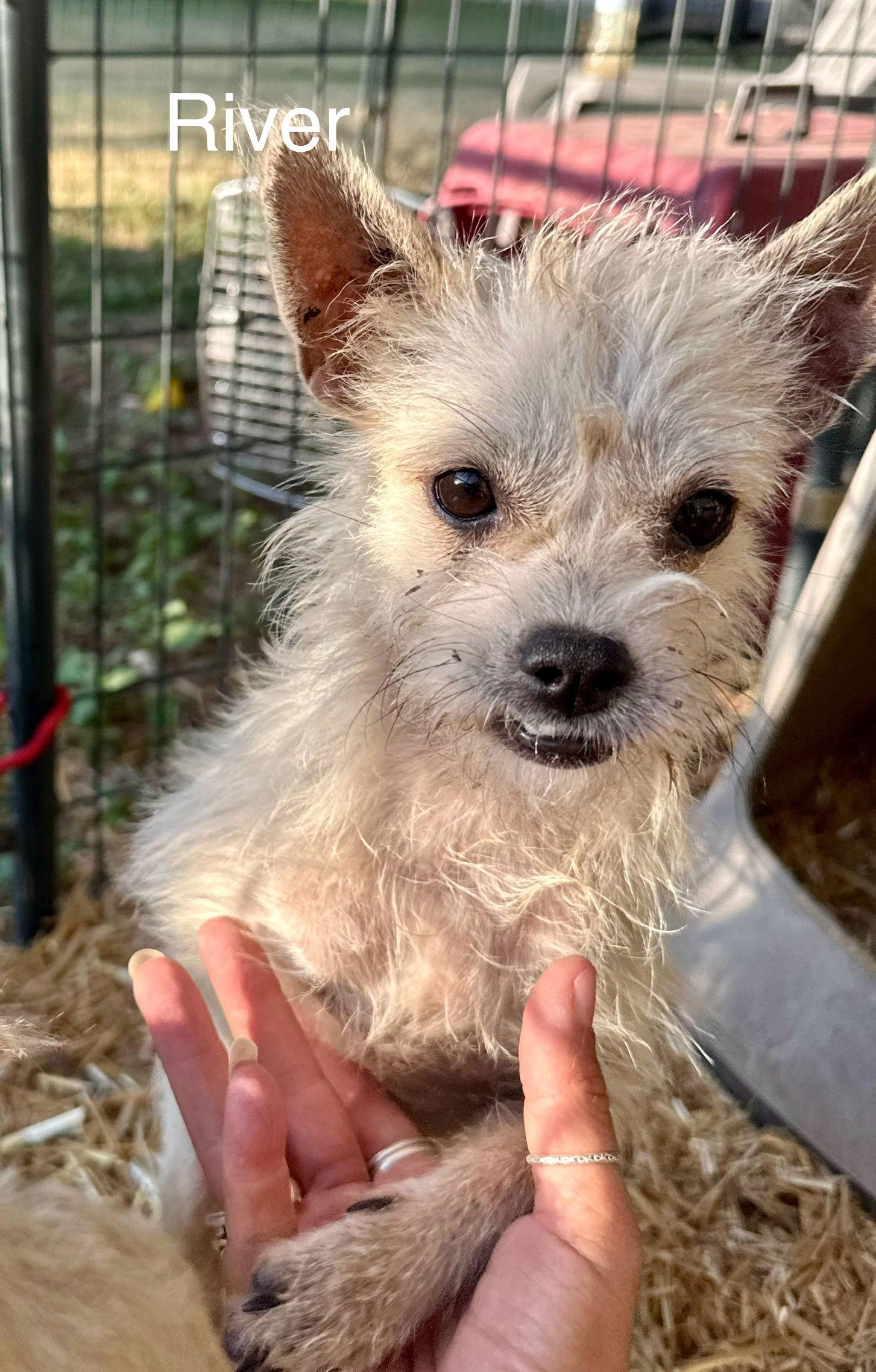 Enlarge River, a Adopted mixed breed in Thorndale, TX image 3/3