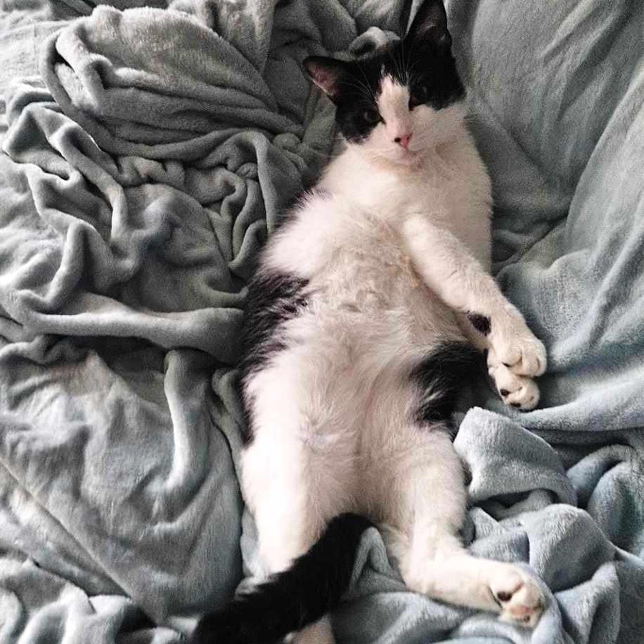 Enlarge Street (Sweetest Boy, an adoptable Domestic Short Hair in Rochester, NY image 4/5