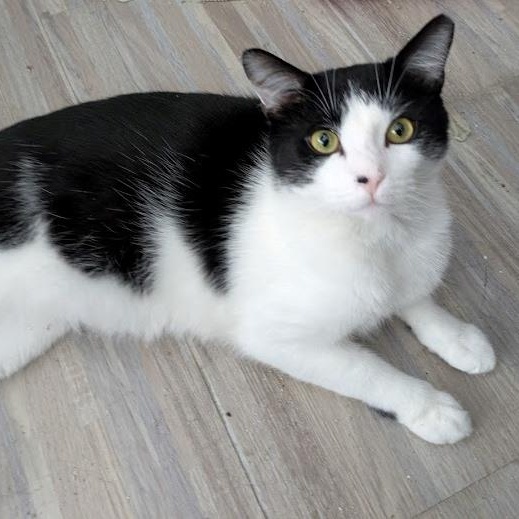 Enlarge Street (Sweetest Boy, an adoptable Domestic Short Hair in Rochester, NY image 2/5