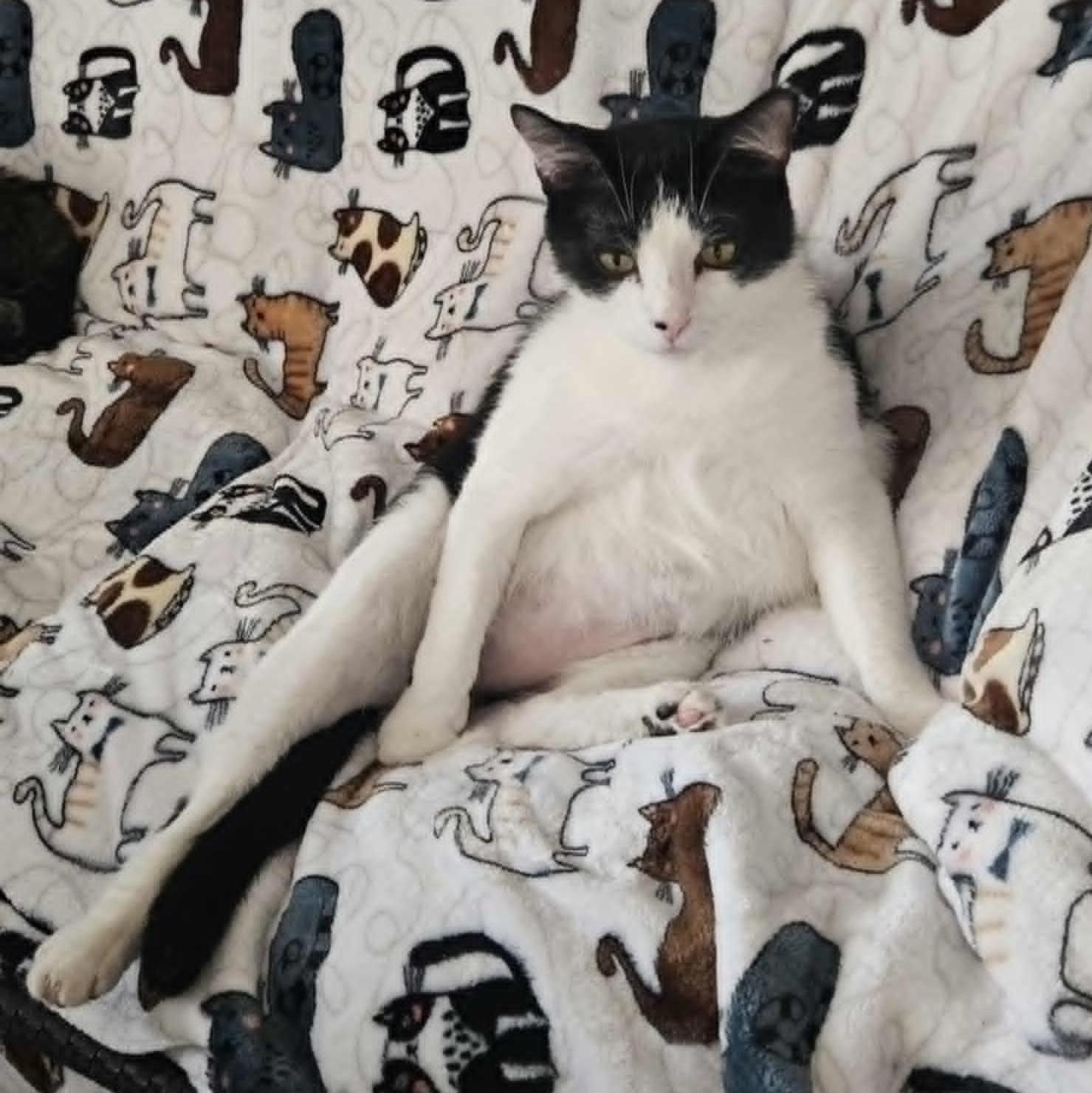 Street (Sweetest Boy, adoptable, Young Male Domestic Short Hair.