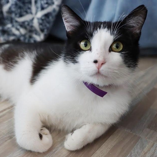 Enlarge Street (Sweetest Boy, an adoptable Domestic Short Hair in Rochester, NY image 5/5