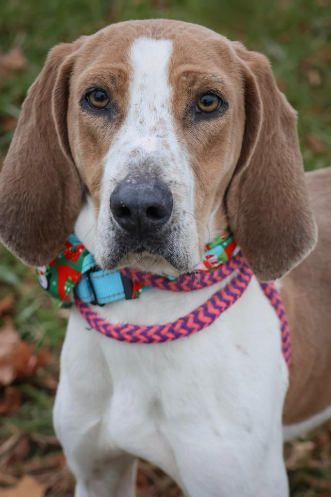 Enlarge Uno, a Adoptable mixed breed in Columbia, TN image 1/4