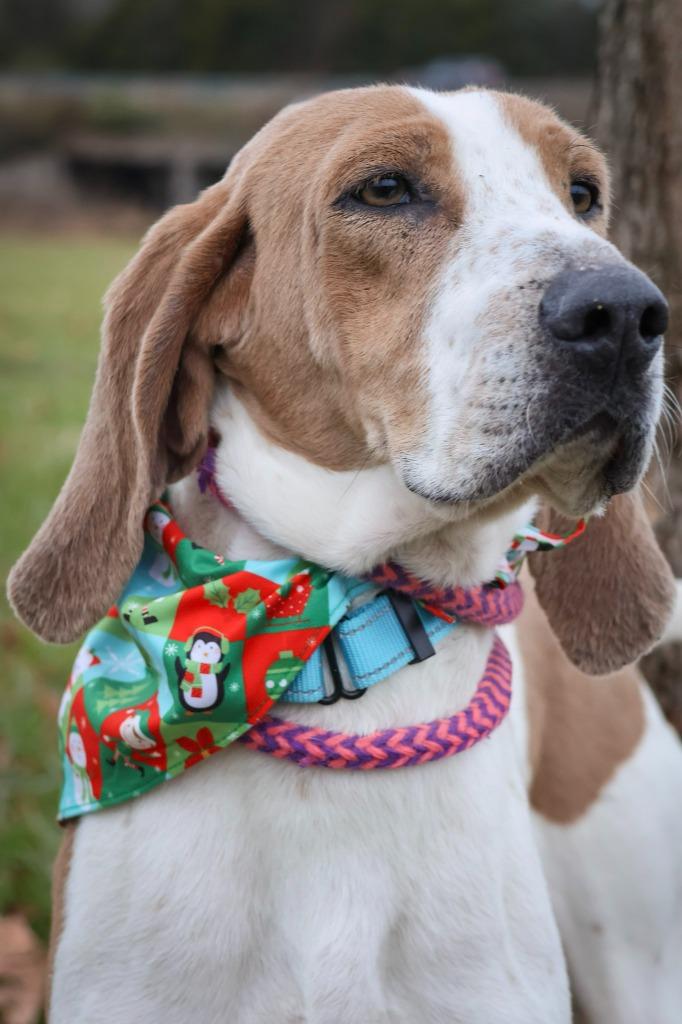 Enlarge Uno, a Adoptable mixed breed in Columbia, TN image 2/4