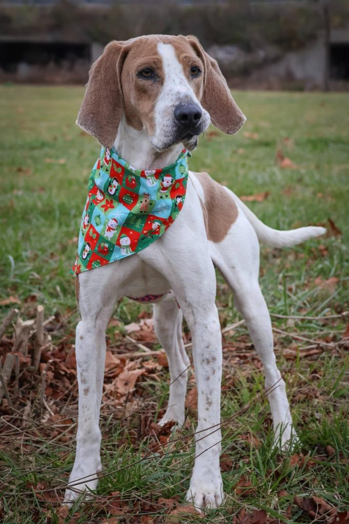 Enlarge Uno, a Adoptable mixed breed in Columbia, TN image 3/4