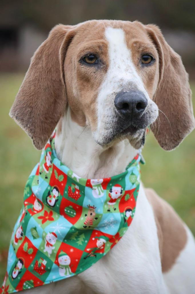 Enlarge Uno, a Adoptable mixed breed in Columbia, TN image 4/4