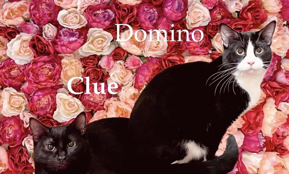 Domino, Adoptable, Adult Male Domestic Short Hair.