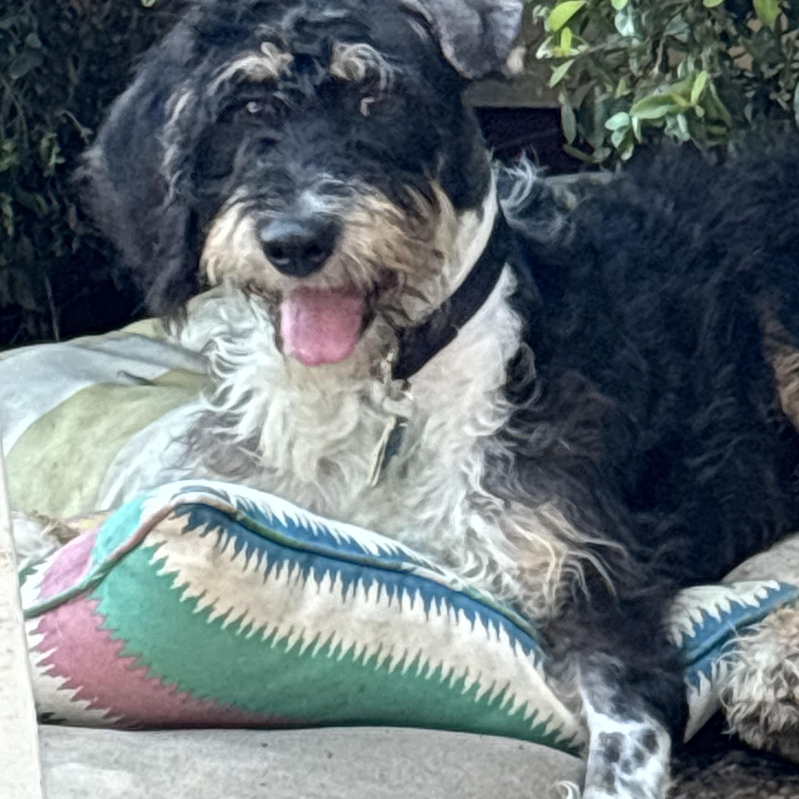 Merci, an adoptable Schnauzer, Poodle in Dallas, TX, 75214 | Photo Image 2